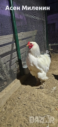 Продавам два Петела порода златен виандот И един петел брама , снимка 3 - други­ - 52807394