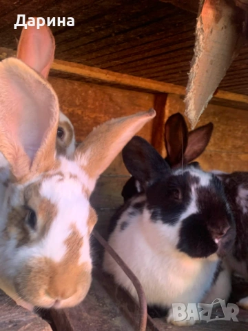 Зайци 6 месеца., снимка 3 - Други - 53534770