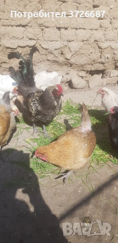 Сини яйца от Амераукана, снимка 2 - други­ - 53863985