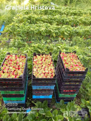 Продавам качествен разсад ягоди , снимка 13 - Градински цветя и растения - 53496428