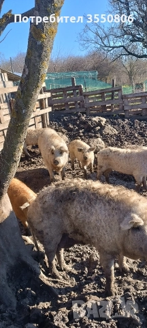 Продавам прасета за клане, снимка 2 - Прасета - 52835757