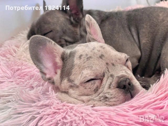 Френски булдог бебе/french bulldog, снимка 10 - Френски булдог - 52840828