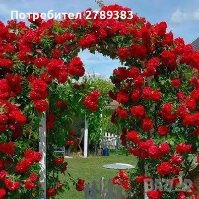 Катерливи рози 6 цвята , снимка 3 - Градински цветя и растения - 53443915