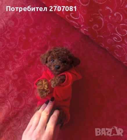 Той пудел, снимка 2 - Пудели - 53082817