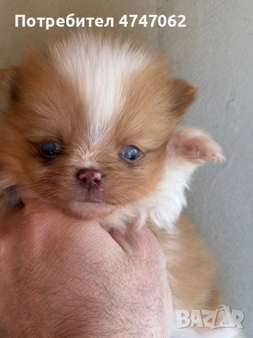 Померан момчета и момиче, снимка 3 - Померан - 53759224