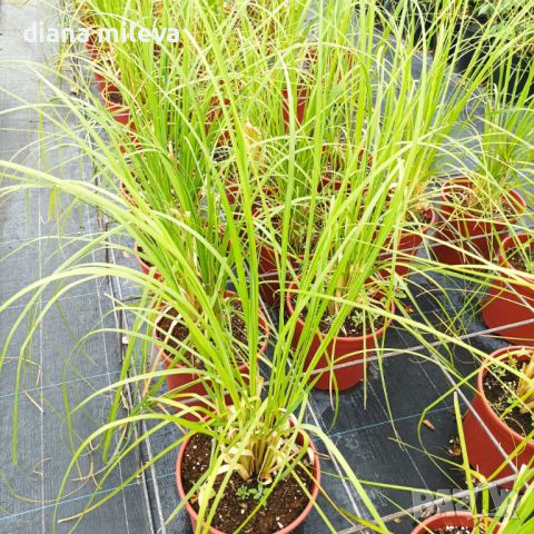  Пампаска трева, Кортадерия, бяла, Cortaderia Sellona, снимка 7 - Градински цветя и растения - 43302029