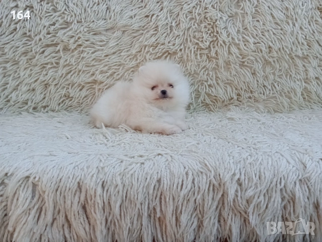 Мъжки Померан. Реални снимки от 06.04.26 г. , снимка 6 - Померан - 54106318