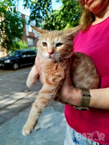 Малко рижо коте търси дом - спешно!, снимка 3 - Други - 51694320