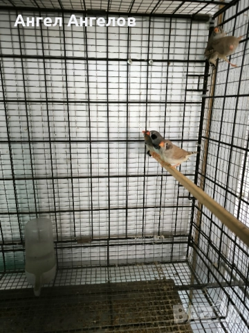 зеброви амадини , снимка 12 - Амадини - 52357881