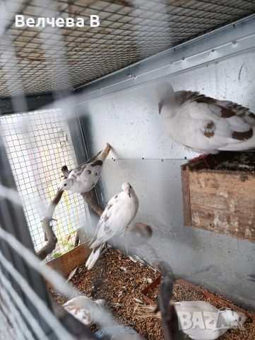 Смеещи се гугутки, снимка 5 - Абсорбатори - 52722561