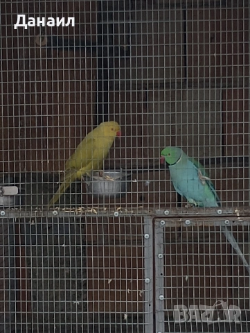 Малък Александър -чифт, снимка 6 - Папагали - 53537446