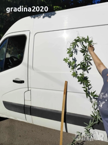 Пасифлора - Passiflora   Налични 2 вида , снимка 4 - Стайни растения - 27899465