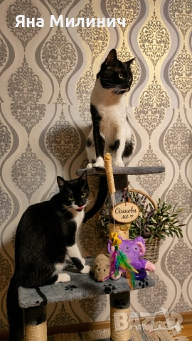 Подаряват се две прекрасни души!, снимка 4 - Други - 54125511