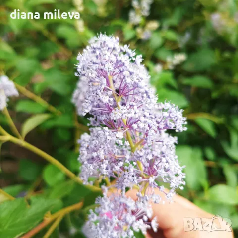 Калифорнийски люляк Хенри Дефозе,  Ceanothus 'Henry Defosee', снимка 1 - Градински цветя и растения - 46888623