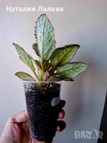 Eписция, episcia Silver Skies, снимка 4 - Стайни растения - 49371606