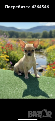 Уникално момче, снимка 1