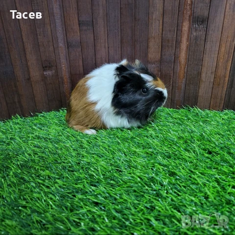 Морски свинчета, снимка 1