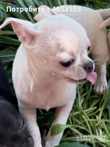 Продавам чихуахуа. Ваксинирани и обезпаразитени, снимка 2 - Чихуахуа - 52181609