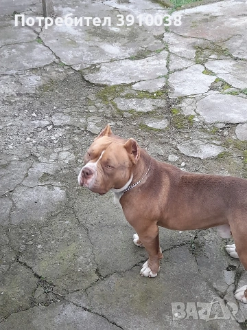 Американско були, снимка 3 - Американски стафордширски териер - 53121428