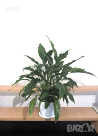 Красив голям Спатифилум / Лилия на мира + пулверизатор за пръскане на листата