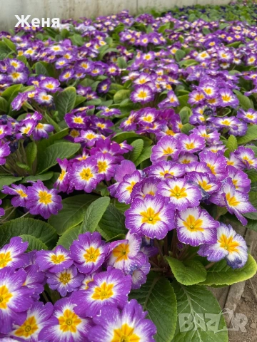 Иглика ( примула ) ТОП ЦЕНА, снимка 9 - Градински цветя и растения - 53356989