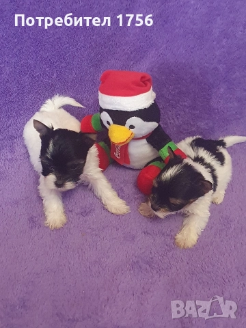 Бивер йорк, мини джудженца.