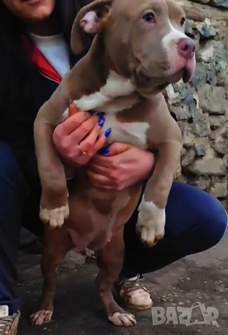 Американско були хл American bully XL, снимка 5 - Други - 51978331