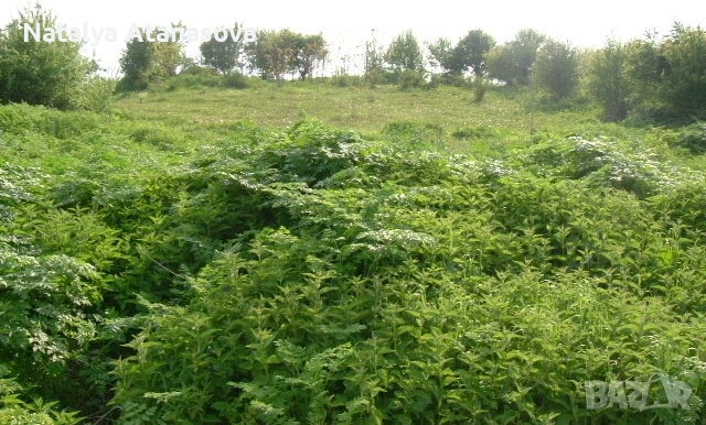 Парцел за продажба в Дряновец, област Добрич, снимка 2 - Парцели - 53656570