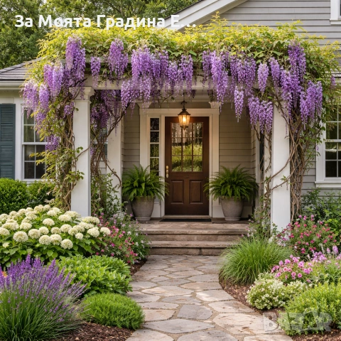 Вистериа - Глициния , снимка 2 - Градински цветя и растения - 53744354