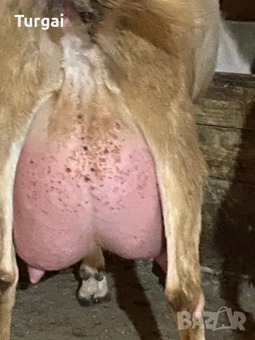 Продавам женски ярета, снимка 1