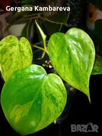 Philodendron oxycardium variegated , снимка 1 - Стайни растения - 47646487