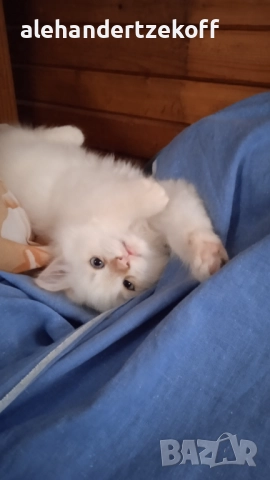 Невска маскарадна котка Neva Masquerade, снимка 10 - Сибирски - 51691685