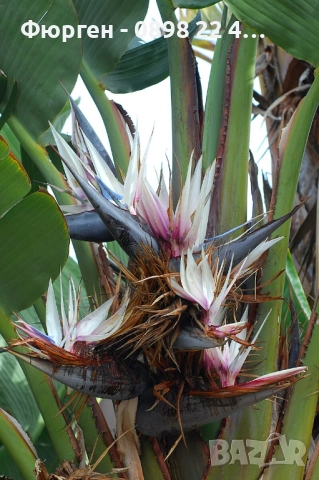 Стрелиция Николай (Strelitzia nicolai), снимка 6 - Разсади - 52907822