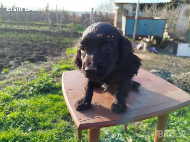 кокер шпаньол , снимка 11 - Кокер шпаньол - 52793522