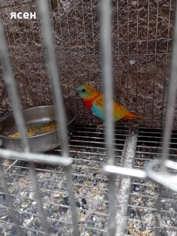 Продавам чифт лазурни неофеми , снимка 2 - Папагали - 51867441