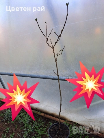 Три цвята люляк, ароматен, снимка 5 - Градински цветя и растения - 53144340