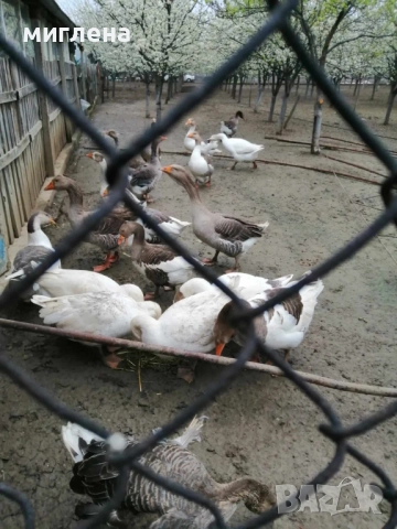 Продавам заплодени гъши яйца