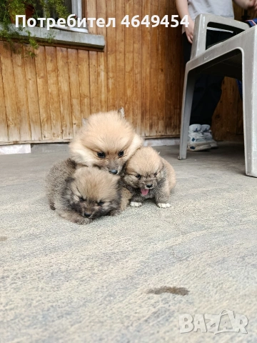 Померани-мини шпиц, снимка 6 - Померан - 54014918
