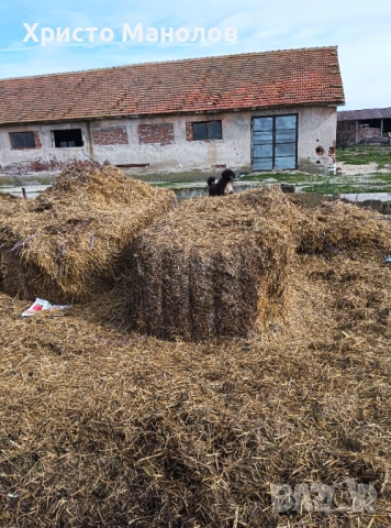 Каракачанско чубанско куче