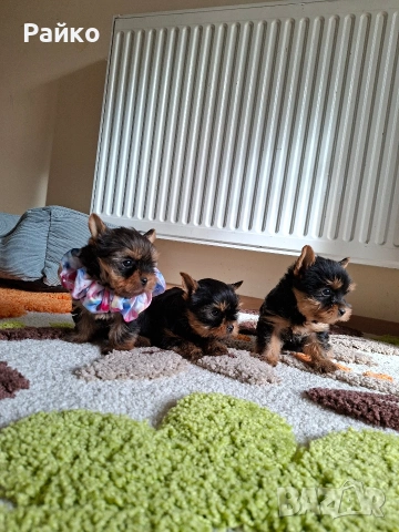 мини йоркширски териер