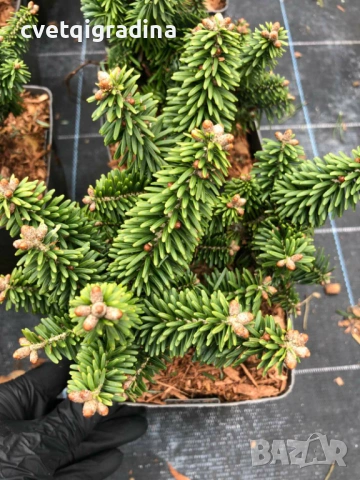 Abies koreana ‘Briljant’ (Корейска ела Брилянт), снимка 2 - Градински цветя и растения - 54108369