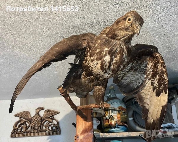 Продавам препарирана птица, снимка 3 - Антикварни и старинни предмети - 53434023