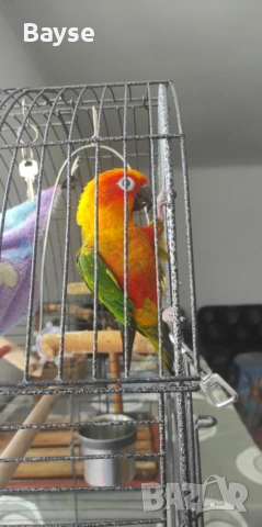 Аратинга с документи