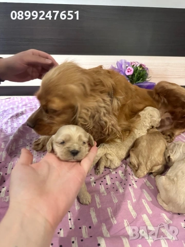 Кокер шпаньолчета , снимка 4 - Кокер шпаньол - 53130857