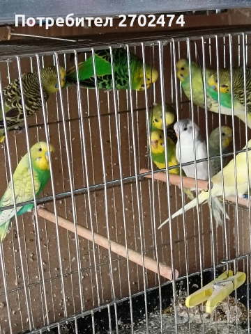 вълнисти папагали , снимка 3 - Папагали - 53657899