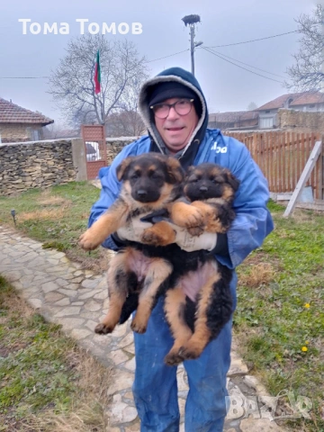 Чистокръвни немски овчарки 300 евро, снимка 2 - Немска овчарка - 53694585