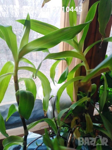 Лечебно цвете КАЛИЗИЯ , снимка 3 - Стайни растения - 29177482