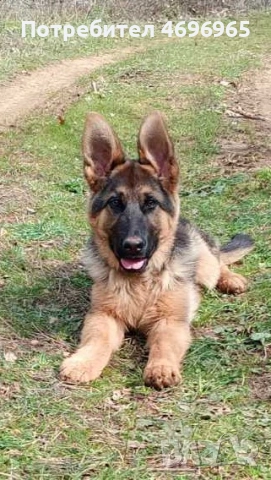 Женска немска овчарка  