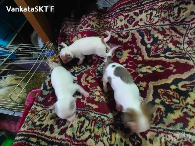 Пинчерчета, снимка 4 - Пинчер - 53647253