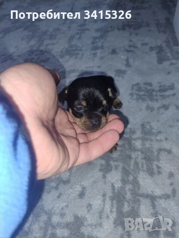 Продавам пинчери – стандартен цвят, снимка 2 - Пинчер - 52840708